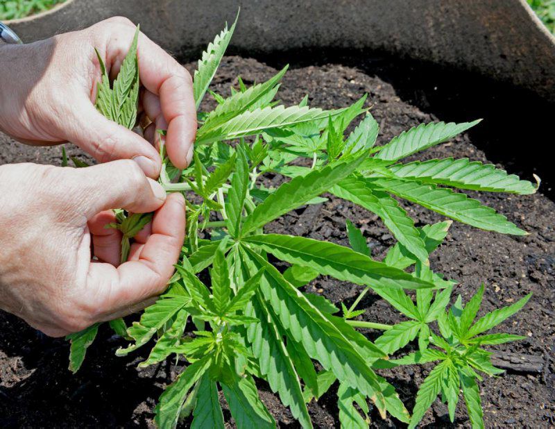 LF20190706-Hemp-LNP-2.jpg